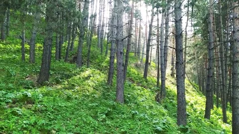 Magical Mountain Forest With The Trees Growing On Hills 動画素材 161878670
