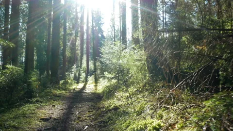 Magical mountain forest trees walking sun Video stock 119543029