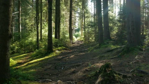 Magical mountain forest trees walking sun Stock Footage 119543543