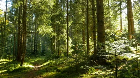 Magical mountain forest trees walking sun Vidéo 119826346