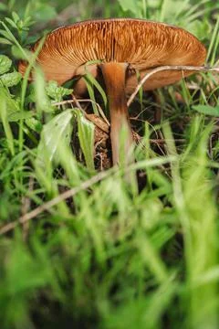 A magical mushroom Stock Photos