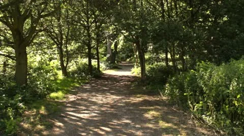 Magical nature pathway Stock Footage