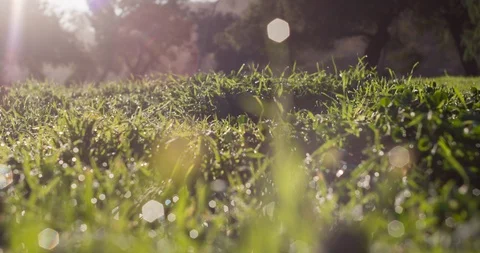 Magical Pasture Stock Footage 85540753