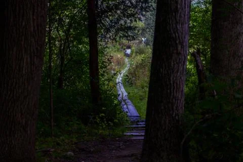 Magical path in the hidden forest Stock Photos