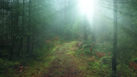 Magical pathway with sun rays in lovely foggy woodland Stock Footage 229486545