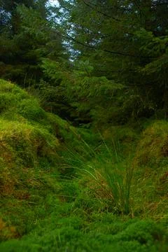 A magical pine tree forest during the day with moss and grass. Stock Photos
