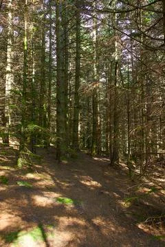 A magical pine tree forest during the day with moss and grass. Stock Photos