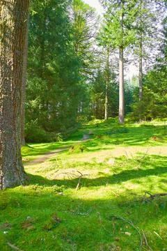 A magical pine tree forest during the day with moss and grass. Stock Photos
