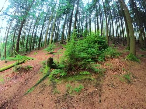 A magical pine tree forest during the day with moss and grass. Stock Photos