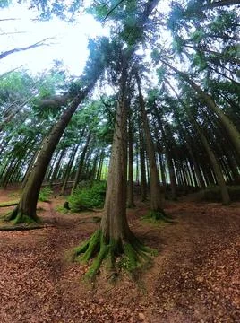 A magical pine tree forest during the day with moss and grass. Foto stock