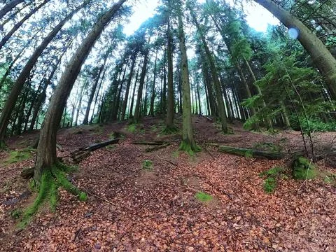 A magical pine tree forest during the day with moss and grass. Stock Photos