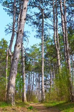 A magical pine tree forest during the day Stock Photos