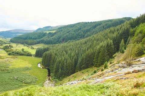 A magical pine tree forest during the day with moss and grass. Stock Photos