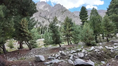 Magical Pine Tree Forest in the Mountains Breathtaking Landscapes, Towering  Stock Footage 288000002