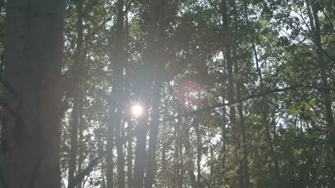 Magical Prairie Forest - 2 Video stock 171717822