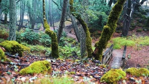 Magical rainy forest Stock Footage 221952732