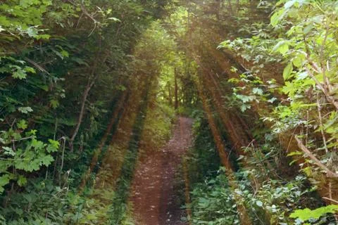 Magical road in the forest. Composition with rays of light Stock Photos