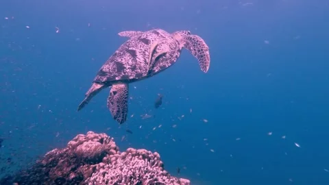 Magical scene of a green sea turtle swimming away from the thousands of fish Stock Footage 345112351
