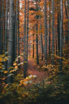 Magical scenery in the forest with path surrounded by pine trees. Stock Photos