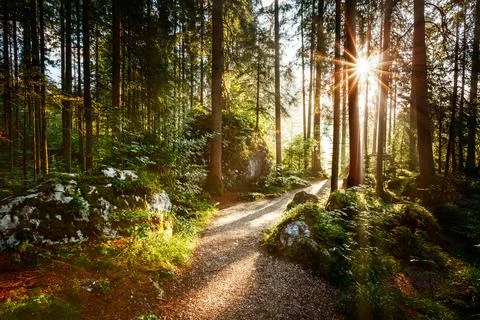 Magical scenic and pathway through woods in the morning sun. Stock Photos