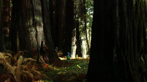 MAGICAL SLIDER SHOT OF WOMAN AND CHILD WALKING ON TRAIL THROUGH HUGE TREES Stock Footage 59070094