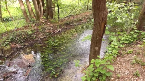 Magical Snowfall on Spring River in Green Forest Stock Footage 330277778