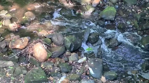 Magical Snowfall on Spring River in Green Forest Stock Footage 330280753