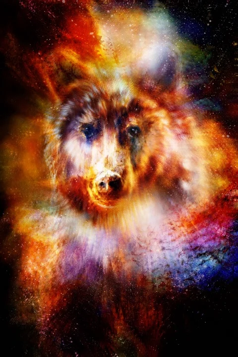 Magical space wolf, multicolor computer graphic collage Stock Footage 158160783