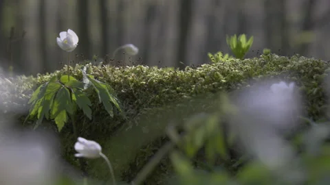 A magical spring forest in flowers, 8K Stock Footage 164185719