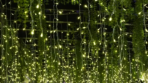 Magical String Lights Hanging Among Lush Green Foliage Stock Footage 321361582