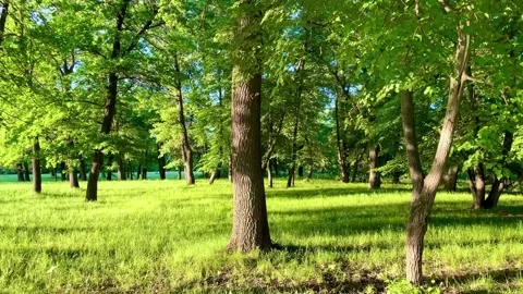 Magical summer forest. Video stock 227013426