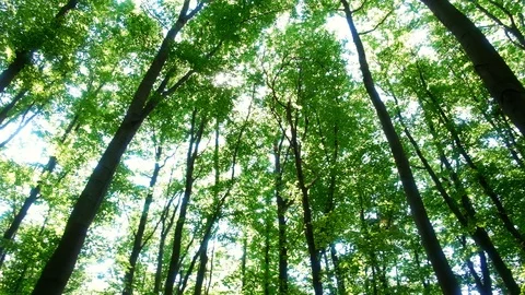Magical summer forest with warm sunbeams Stock Footage 112740311