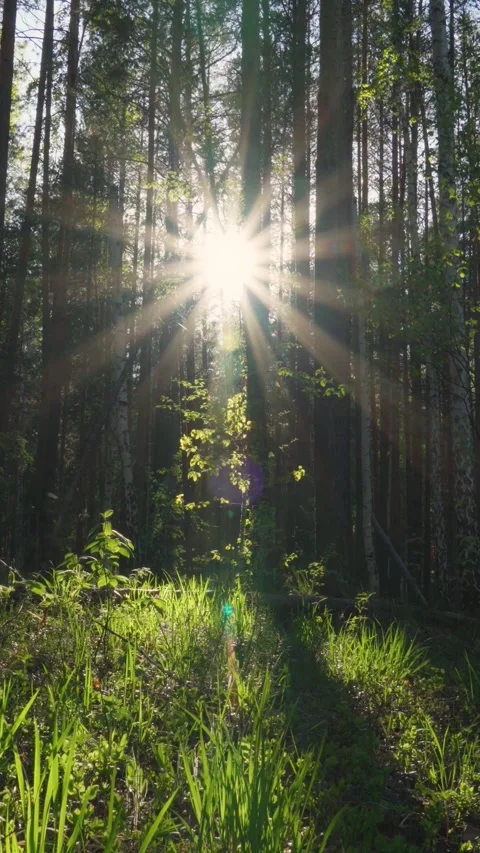 Magical sun rays on the background of a beautiful forest landscape. Stock Footage 276876858