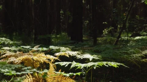Magical sun rays on the background of a beautiful forest landscape. Stock Footage 283081926