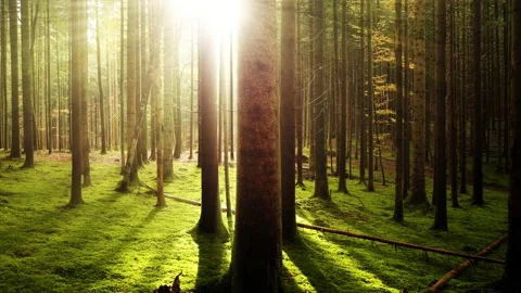 Magical sun rays in beautiful sunny woods Stock Footage 229765483