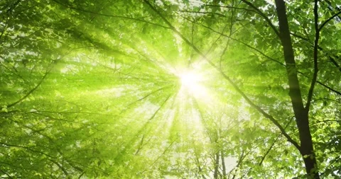 Magical sun rays through green tree leaves Stock-Footage 322903668