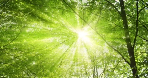 Magical sun rays through leaves with glow particles motion Vídeos de archivo 337249060