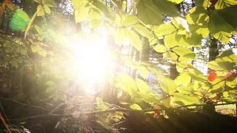 Magical sun rays through tree leaves Stock Footage 322903829