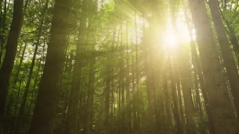 Magical sun rays in the woods Stock Footage 228742133