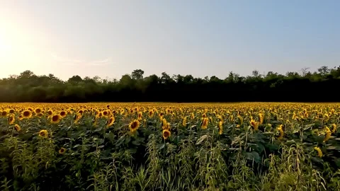 Magical sunflower field at sunset Stock Footage 320198965