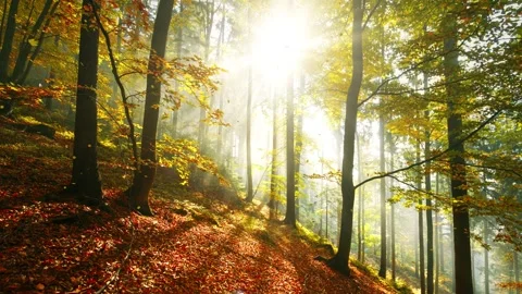 Magical sunlight in autumn forest with falling leaves Stock Footage 320261645