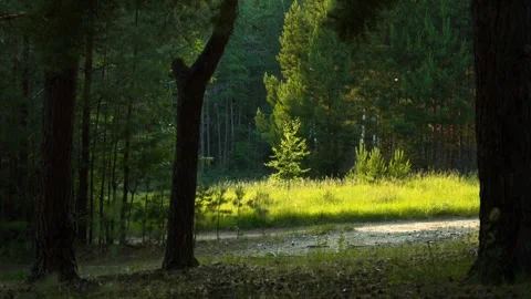 Magical sunlight on the background of a beautiful forest landscape. Stock Footage 311353322