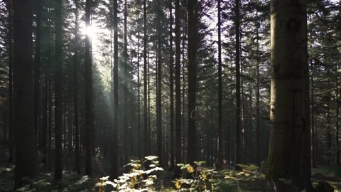 Magical Sunlight Beams Shining Through Forest Trees in Peaceful Nature Stock Footage 320642965