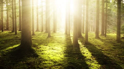 Magical sunlight in beautiful coniferous forest landscape 動画素材 229843779