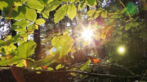 Magical sunlight with rays and fireflies in autumn fairytale forest Stock Footage 111926930