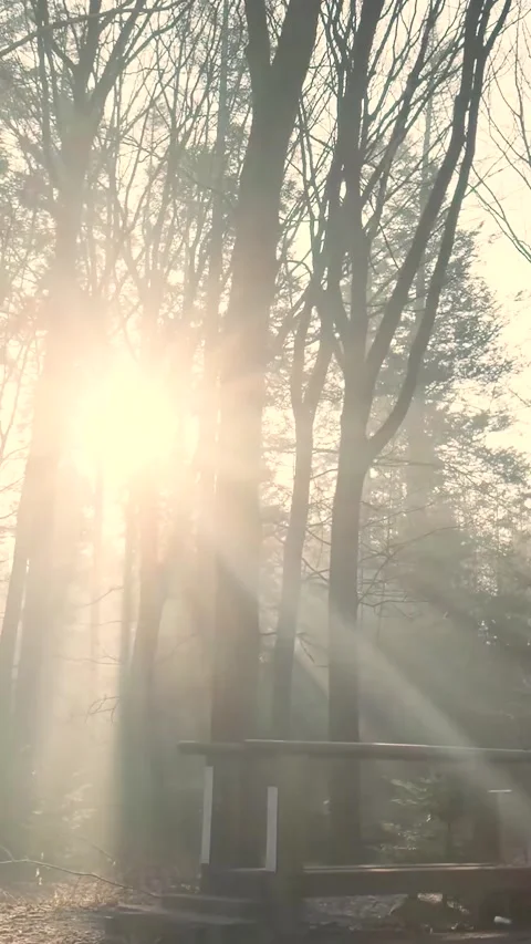 Magical sunlight rays shining through misty forest Video stock 327115019