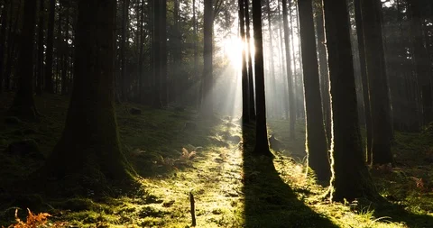 Magical sunlight with sunrays through trees in mossy woodland Stock Footage 111599868
