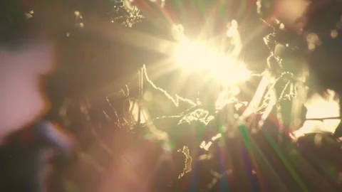 Magical sunlight through the trees in a dark forest, lens flare, abstract (4k) Stock Footage 276711943