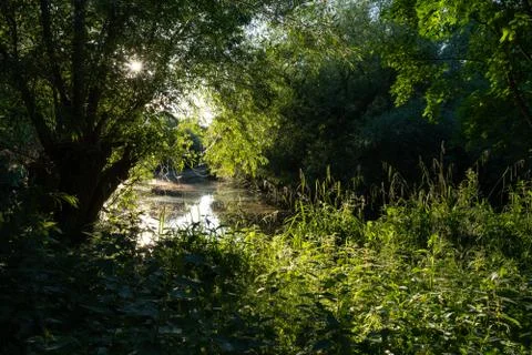 Magical sunlight through trees Foto stock