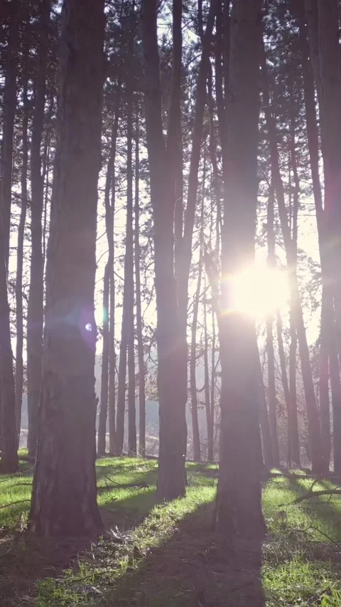 Magical sunny forest, vertical short video, nature background Stock Footage 283344869